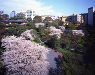 八芳園