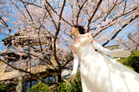 Sakura Garden�ڥ����饬���ǥ��