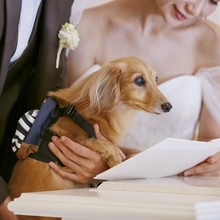 【リングドッグOK】大切な家族と過ごすペットwedding相談会のメイン画像