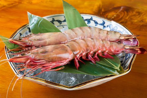 日本一大きい天然海老