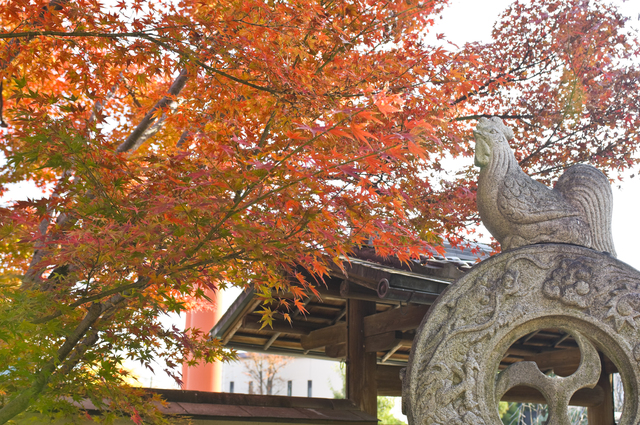 京都嵐山 京料理 とりよね 写真5