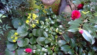 坪庭には四季折々の花が咲きます